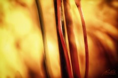 Bn13976410-Ahornblattstiele im warmen Herbstlicht